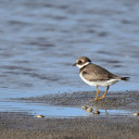 Protection de la reproduction d’espèces protégées : interdiction de la navigation sur l’étang de Thau aux abords de nids d’oiseaux laro-limicoles jusqu'au 15 août. 